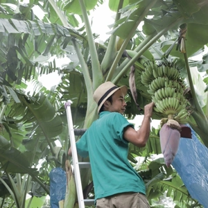 有機栽培アップルバナナ(1.5kg) ※10月上旬から順次発送