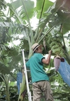 有機栽培 アップルバナナ