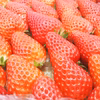 【大粒多め、割引フェア！】冬にじっくりと熟した特別ないちごの味