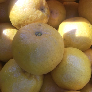 広島産柑橘セット  ポンカンとレモン合計 5kg 