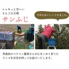 青森県産りんご「サンふじ」　贈答用 約5kg