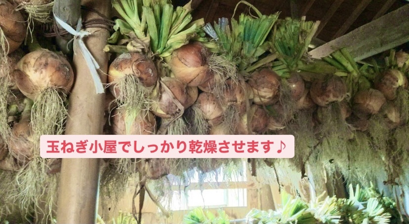 た〜っぷり　玉ねぎ　5キロ 使い切りサイズ　09 た〜っぷり 玉ねぎ 5キロ 使い切りサイズ 09