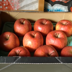 お試し　自宅消費用訳ありリンゴ3キロ詰め（ふじ）