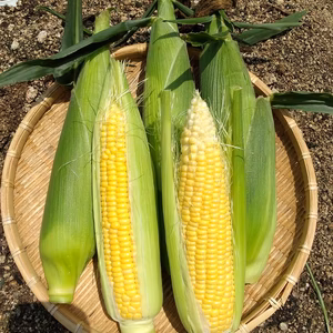 【完全無農薬·無化学肥料】安心安全♪と〜っても甘いとうもろこし♪