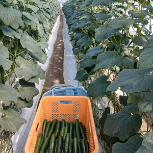 チビキュウリ！