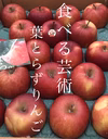 食べる芸術！“葉とらずサンふじ”　家庭用　農家直送　青森りんご　　　
