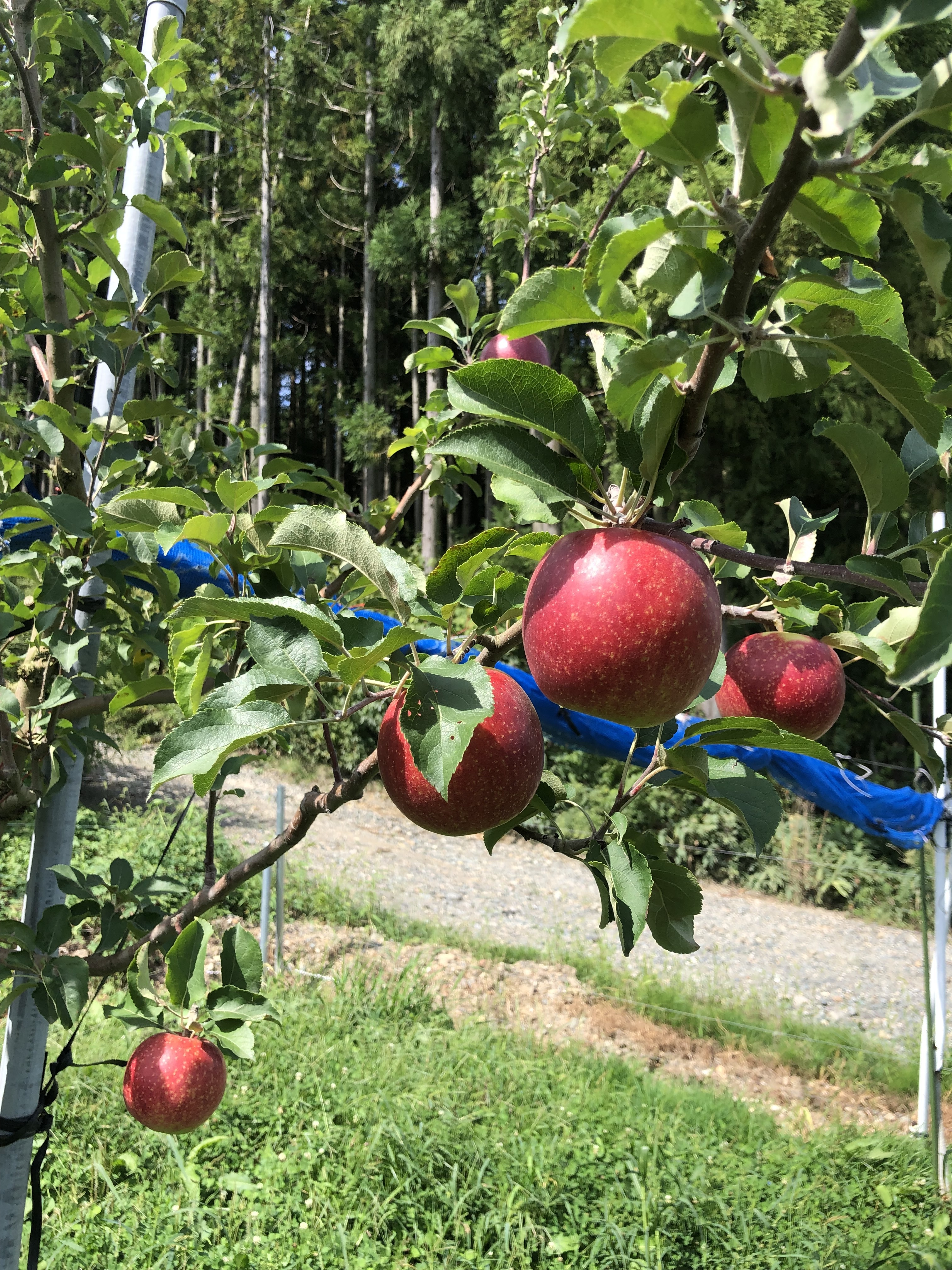 岩手県盛岡市産 田村ふぁーむの良品『紅いわて』3Kg 紅いわて良品3kg8-12玉