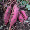 訳あり さつまいも【食べ比べ３種MIX】    約4kg(13～25本)　