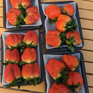 *+.*。 ユニークいちごBox　 ４パック　 +。.*+