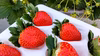 【豊実特価】❝苺❞甘味と酸味のバランスが最高！品種：おいＣベリー