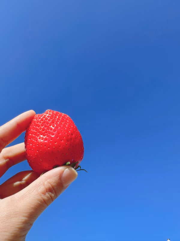 安心安全！おまかせ苺4品種食べ比べセット　4パック