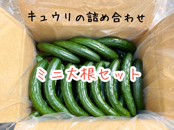 【訳あり】新鮮キュウリ＋ミニ大根セット❗️（農カード付き）
