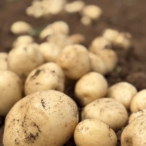 【寒冷地向】デジマ｜ホクホク旨味あふれる新じゃが　皮ごと食べられる島じゃがいも