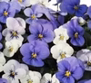 ビオラ★花色が白からブルーに変化するブルーヘブン★9センチポット苗5苗より送料込