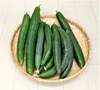 【夏のおススメ野菜】甘く瑞々しいきゅうり　農薬不使用（無農薬）栽培
