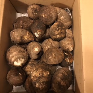 大山の黒ボク土で育ったほっこり里芋