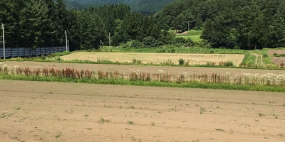 あまりにも、不自然な畑の色。
