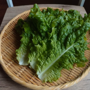 奥出雲産自然栽培サンチュ