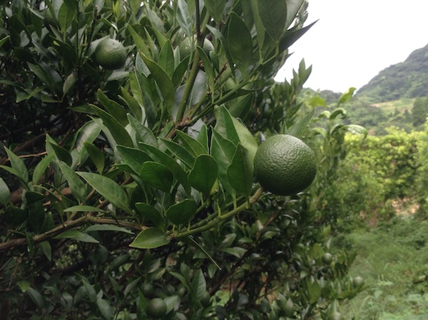 タンカンの摘果