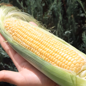 特上サイズのみ⭐︎極甘クリーミー！生でも食べられるフルーツとうもろこし