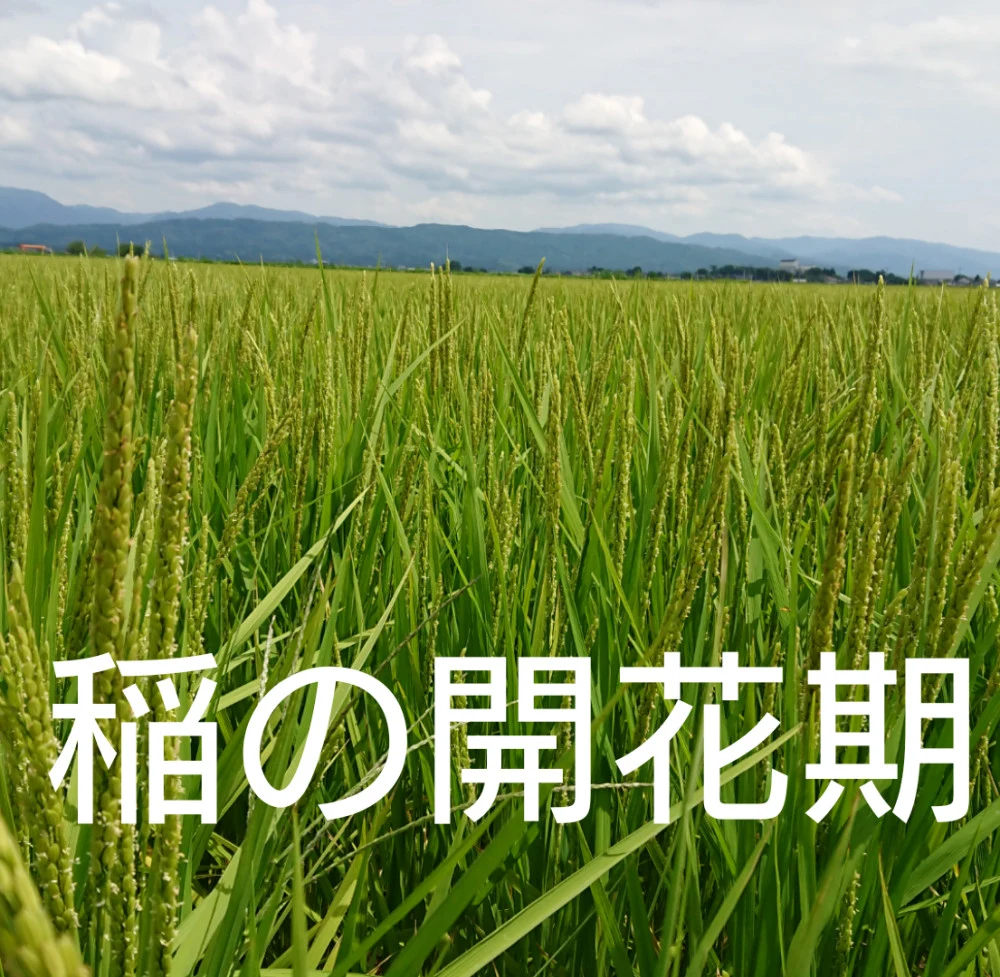 【ポケ段発送】自然栽培 5年産 でわのもち 玄米 山形県産 庄内米