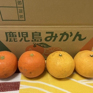 鹿児島県産「甘夏みかんと橙の詰め合わせ」