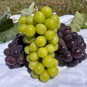 信州・秋の味覚を堪能！巨峰２房＆シャインマスカット１房（約1.3kg）