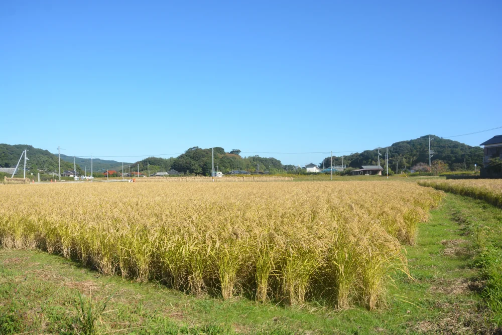 2023年朝日米１０kg玄米 たけ爺ブランド米 栽培期間中無化学肥料・無