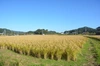 2023年 朝日米玄米　たけ爺ブランド米 栽培期間中無化学肥料・無農薬栽培