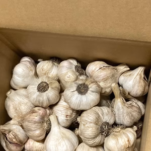 【限定3品】ニンニク(訳あり)Mサイズ1.5㎏　無農薬/有機肥料/除草剤不使用　