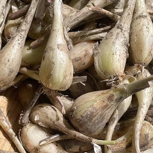 パリポリ食感がクセになる！泥付き生らっきょう～２Kg