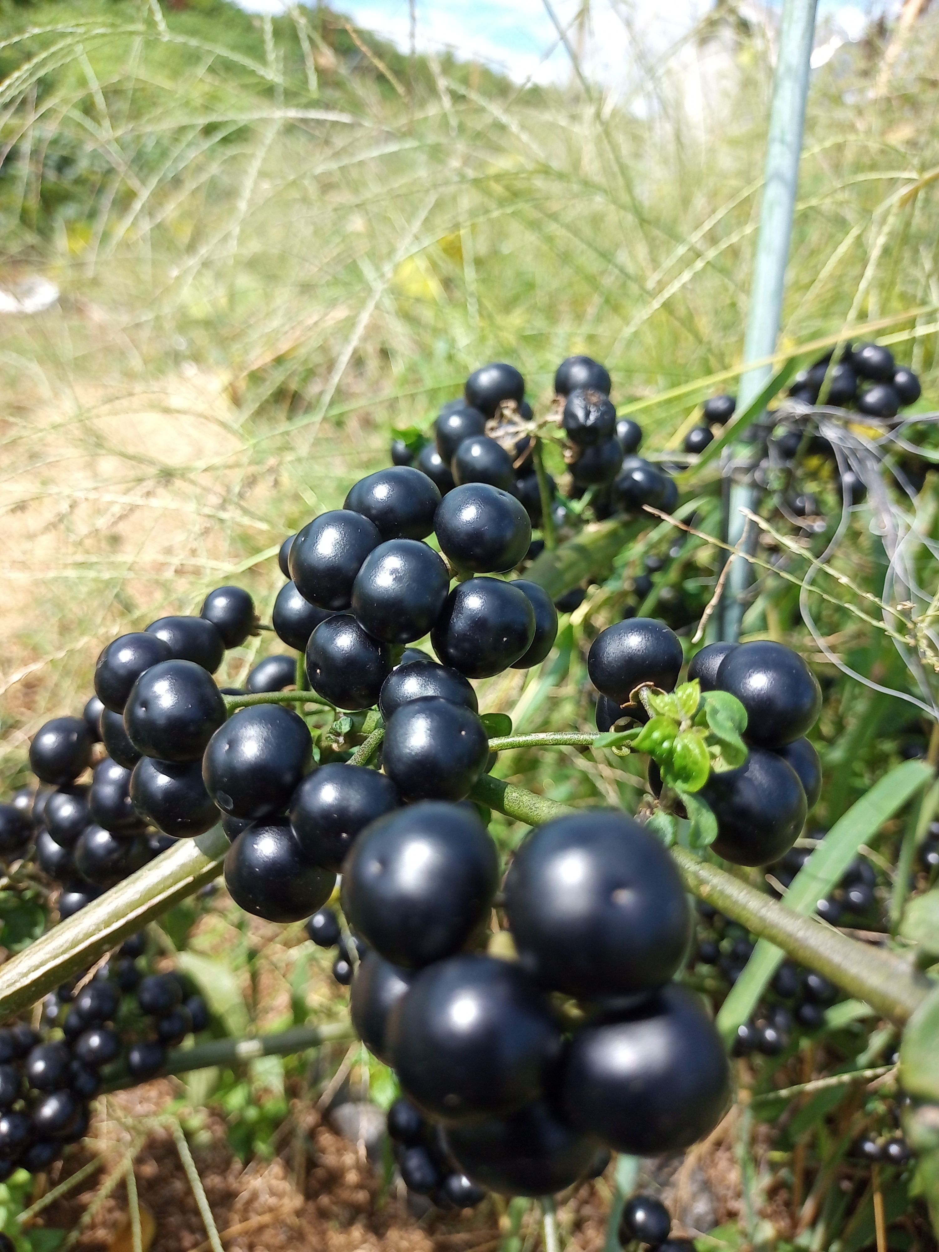 ガーデンハックルベリー　10Kg ガーデンハックルベリー 10Kg ガーデンハックルベリー 800g