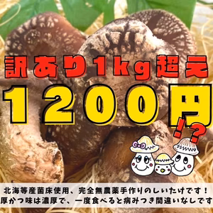 【期間限定20％オフ】訳ありしいたけ1Kg超!!形は変でも味は最高品質です！