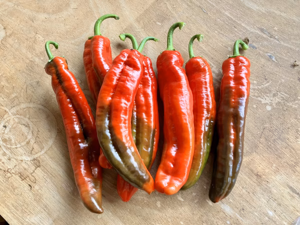 すぐ発送できます！大きなパレルモ！！赤だけ（スイートピーマン）7本〜8本