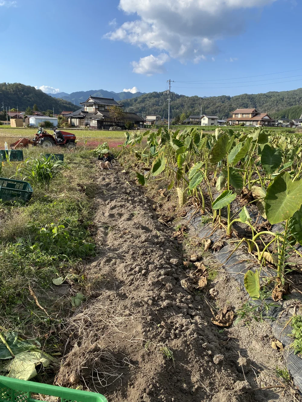 絶品！お一人様2個まで。自然栽培の里芋5kg！農薬不使用！おいしい野菜