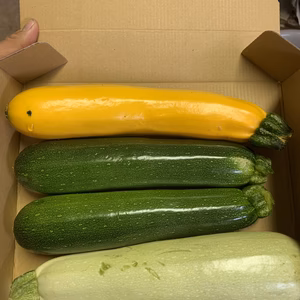 ⑤最安値！東京産！新鮮3色ズッキーニセット^ ^