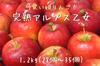 10月発送！姫りんご【完熟アルプス乙女】1.２kg 