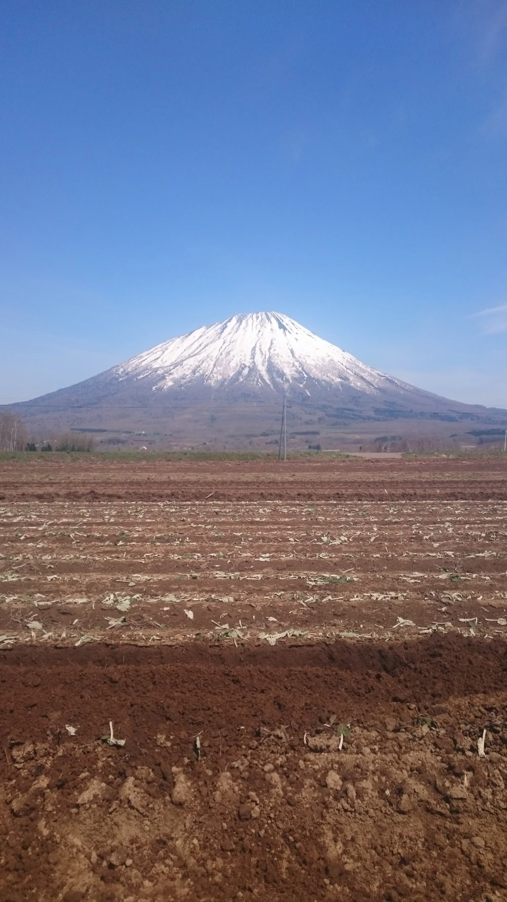 お漬物にぴったり❗　北海道産ごぼう　極細　4kg