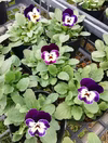 ももかシリーズビオラ選べるセット販売★９センチポット苗