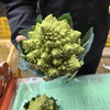 【川上農園】『世界一美しい野菜』ロマネスコ 小 2個♪ 