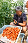 【マタニティフード認定】昔ながらの【土耕栽培】ミニトマト　千果　「不揃い」