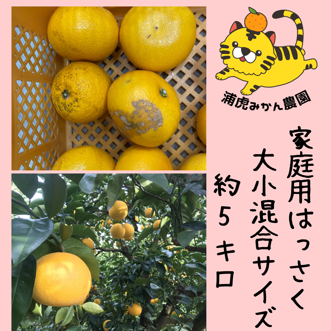 農薬不使用の自家栽培夏みかんで作った❣️ オレンジピール❣️ - 果物