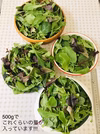 【減農薬栽培】　ベビーリーフ　500g