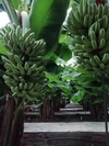 国産バナナ農家本人が作った皮ごとバナナジャム3本セット