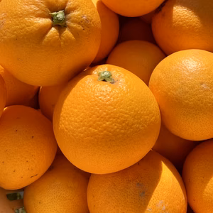 大三島のネーブルオレンジ【ご家庭用・防腐剤フリー⭐︎】