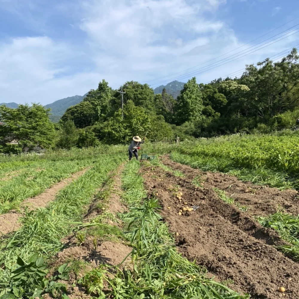 5kg"農家の中でも『幻』のじゃがいも！ 毎年完売！本当に美味しいじゃがいも