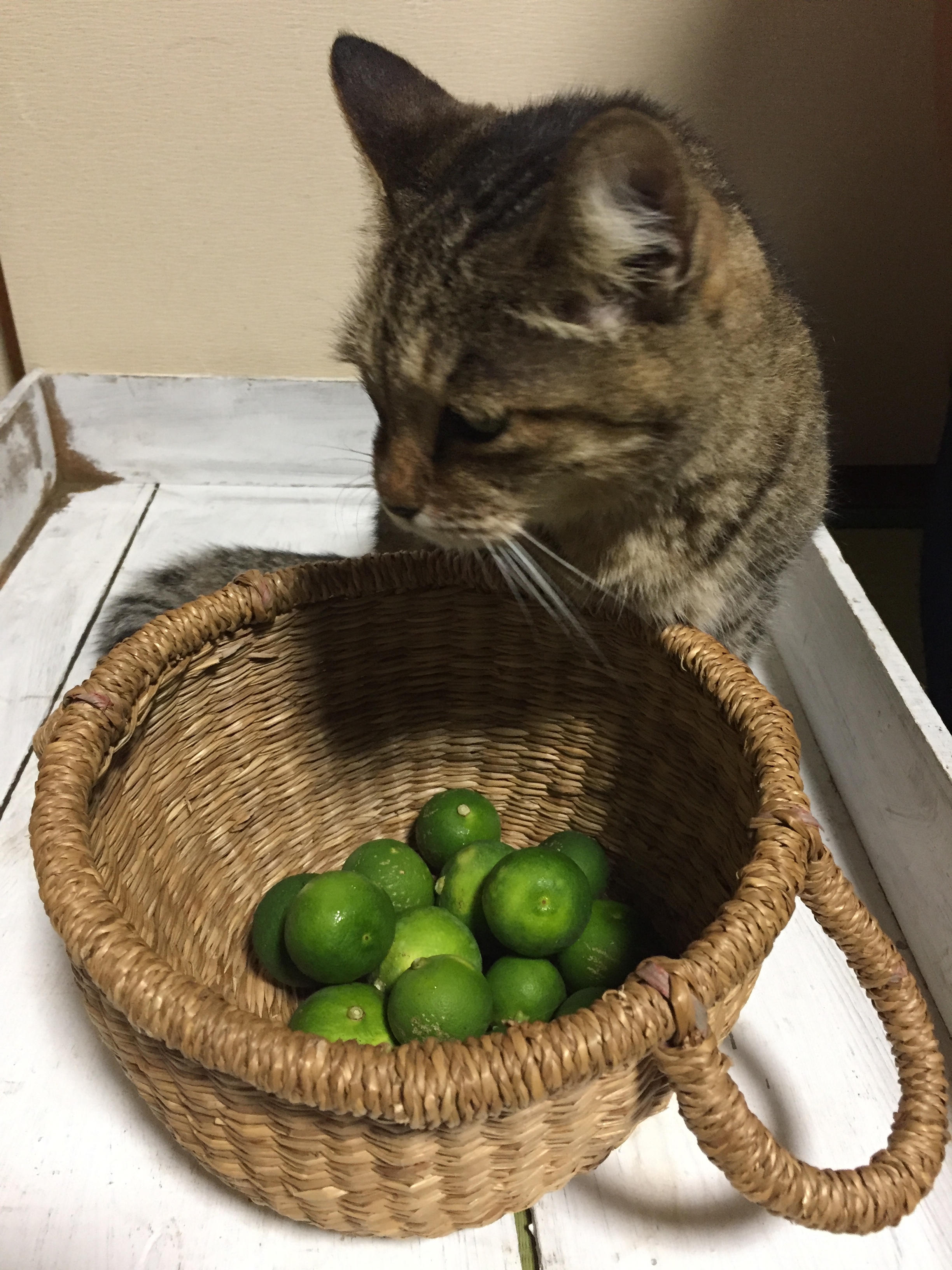 お試し スズキねこ農園 完全無農薬のスダチ 500グラム 農家漁師から産地直送の通販 ポケットマルシェ