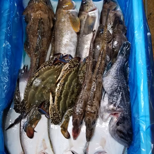イチマン❗本日水揚げ1❗活〆鮮魚セット‼️内臓処理し発送！