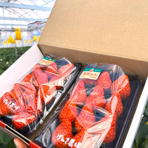 《ほっぺがおちる⁉美味しいイチゴ♪》紅ほっぺ280g×2パック