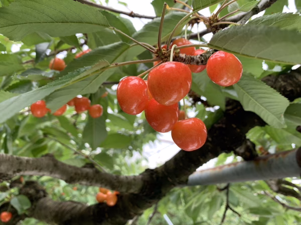 【先行予約】発祥の地✨東根産 佐藤錦【M〜Lサイズ混合　特秀1キロ】
